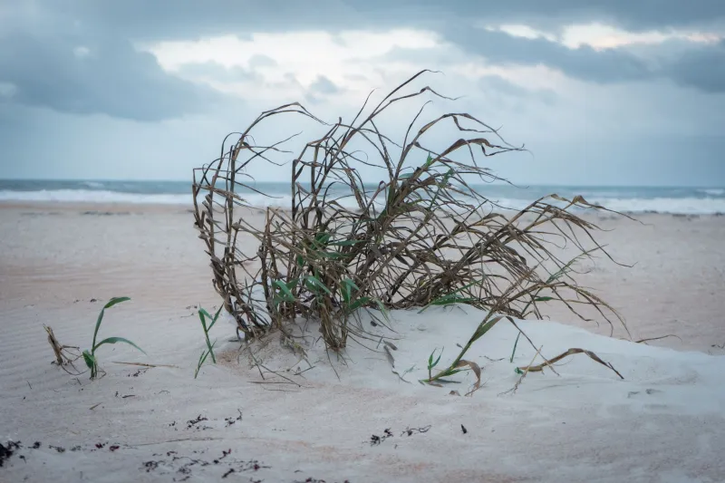 Patient Capital for Living Shorelines: Rethinking How We Fund Ecological Restoration