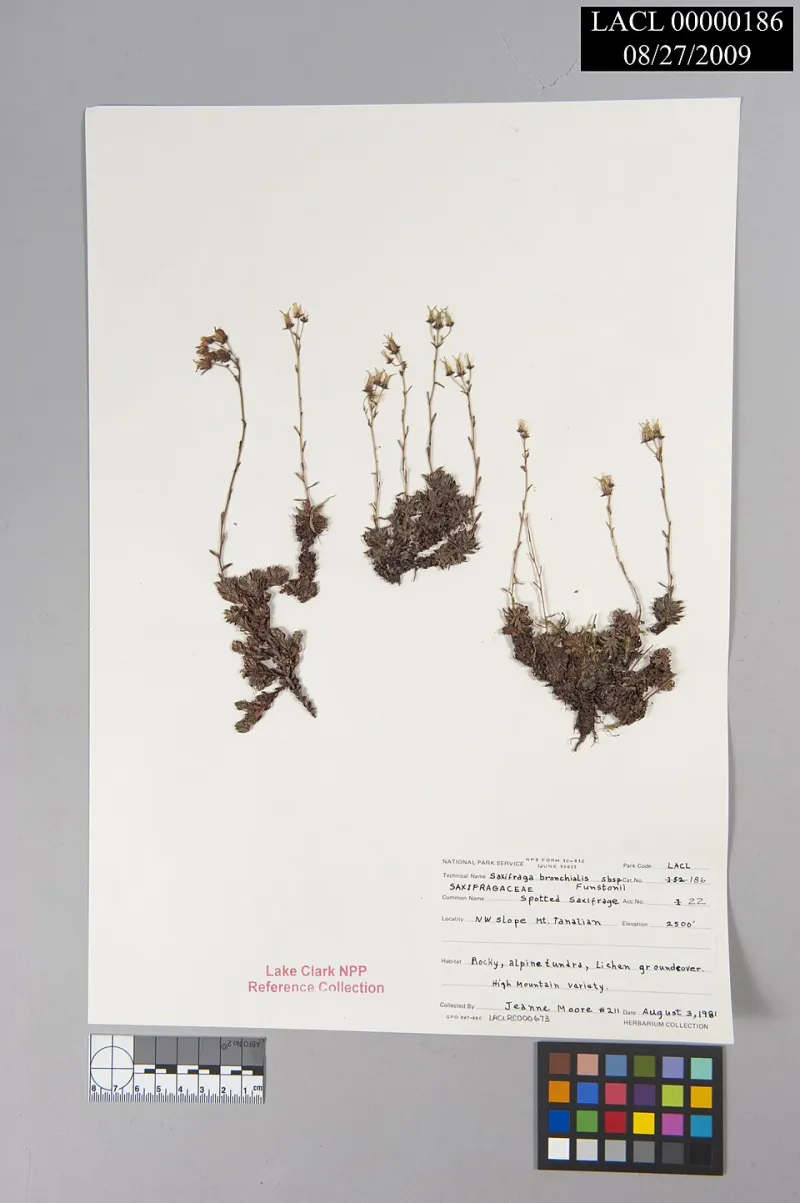 Pressed Between Pages: How America's Dead Plants Are Answering Live Climate Questions